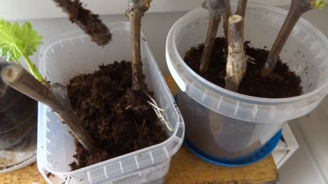 Проращивание виноградных черенков за 2 недели в кокосовом субстрате легко и надежно. смотреть онлайн