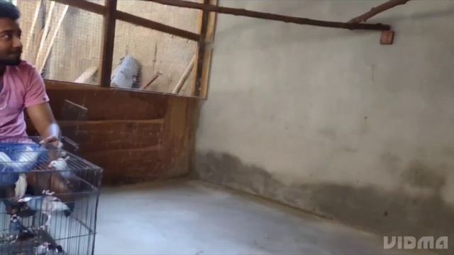 Java Grouping Bird Release #JavaSparrow смотреть онлайн