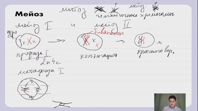 ГАМЕТОГЕНЕЗ, митоз и мейоз | ЕГЭ БИОЛОГИЯ | Руслан Черкасов смотреть онлайн