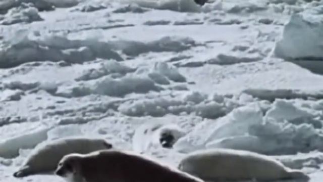 Гренландский тюлень