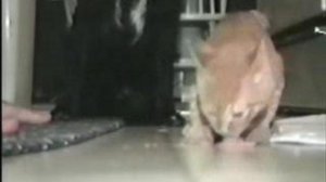 Жадный кошак!