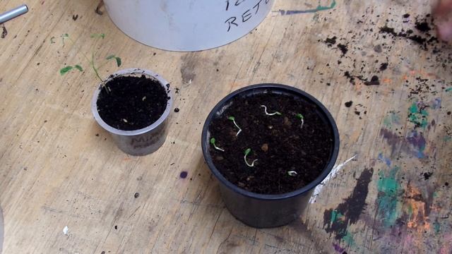 Update on Mimosa Pudica and Planting Seedlings смотреть онлайн