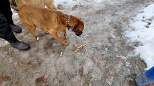 Собаки кушают косточки. Dogs eat bones.
