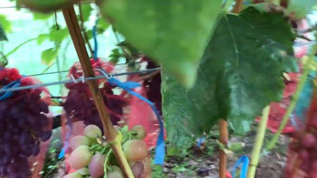 Виноград Надежда АЗОС смотреть онлайн