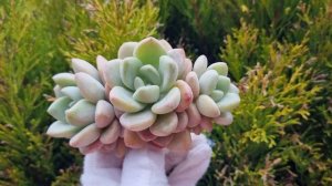 Echeveria Amor Fati