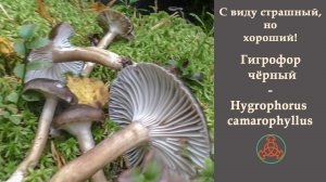 С виду страшный, но хороший! Гигрофор чёрный - Hygrophorus camarophyllus.