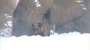 Медвежья услуга