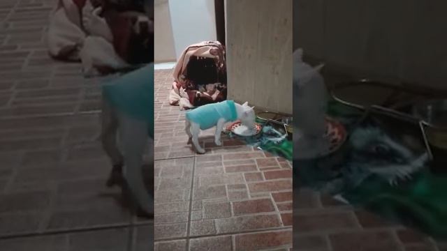 Как кушает щенок бультерьера