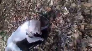 Лайка победила Алабайа