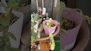 Sedeveria Harry Butterfield