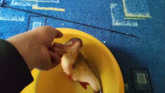 ЛОВЛЮ МУТАНТОВ В МОСКВЕ-РЕКЕ И ЗАКУПАЮСЬ В СВЕТОФОРЕ смотреть онлайн