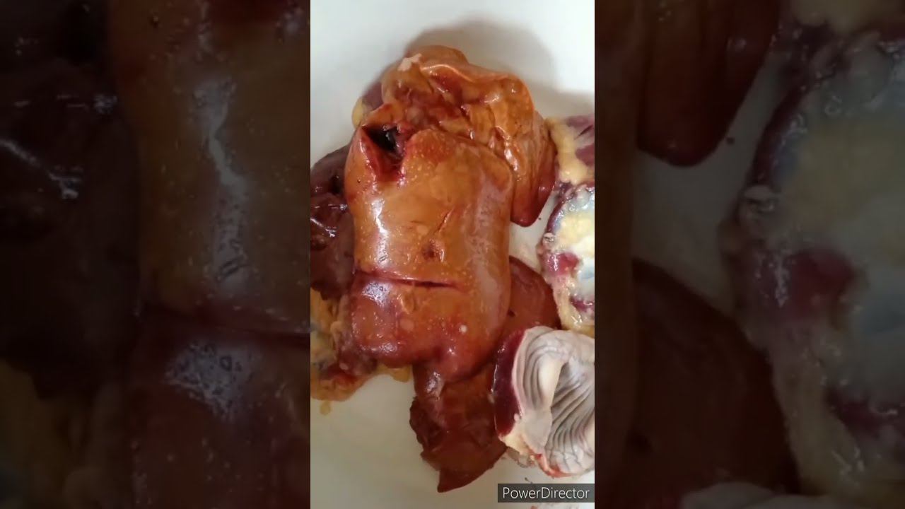 Жировой гепатоз у кур. смотреть онлайн