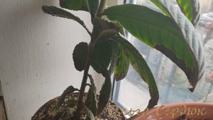 МУШМУЛА. Нужен совет цветоводов-огородников Заболела мушмула.