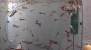 Китайская цифровая видеокамера DVC HDV-D9S Рыбки