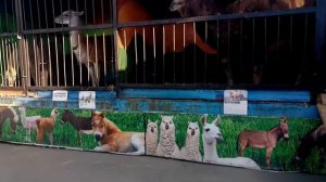 Лама плюётся