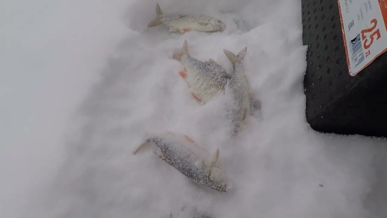 С БЕЗМОТЫЛКОЙ НА РЕКЕ | КОВЫРЯЕМ ПЛОТВУ | ЗИМНЯЯ РЫБАЛКА 2022 смотреть онлайн