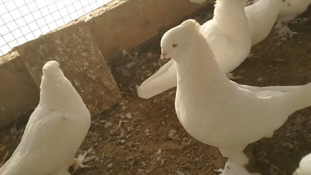 23.11.19 светлый отсек рассказываю подробнее о каждом голубе, Андижанские голуби смотреть онлайн