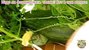 Надо ли формировать тыквы? Вот в чем вопрос