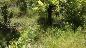 Хлороз груши  Лимонная кислота, уксус, комплексные удобрения, травяной настой