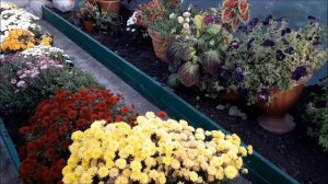 Как сохранить хризантемы  мультифлоры зимой. Сохранение  мультифлоры .