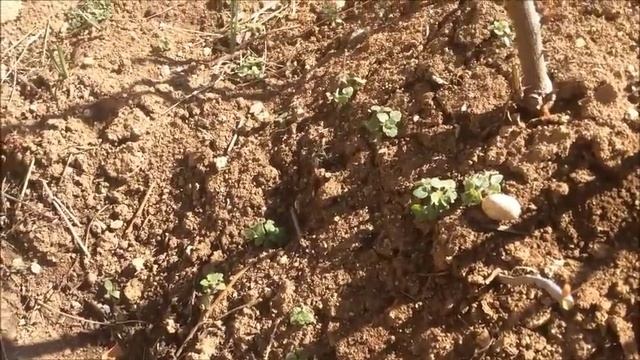 как обрезать розу весной? смотреть онлайн