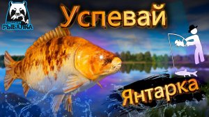 RF4 ПРОСТО УСПЕТЬ ИХ ВЫЛОВИТЬ ВО ВРЕМЯ #рр4