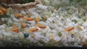 Мальки псевдотрофеуса красная зебра.