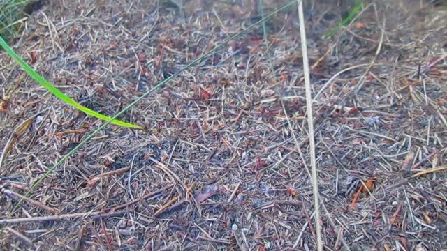 Провели эксперимент - долго-ли продержится рука на муравейнике? Не повторять! смотреть онлайн