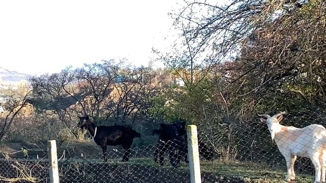 Козы «атаковали» наш участок!?? смотреть онлайн