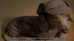 Имя для таксы мальчика и девочки: как назвать