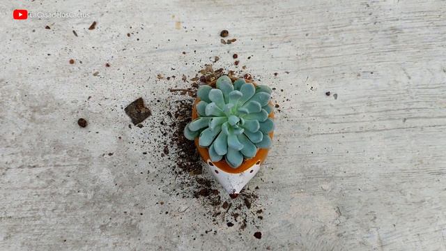 Sembrando mi suculenta 🌱 | Echeveria elegans смотреть онлайн