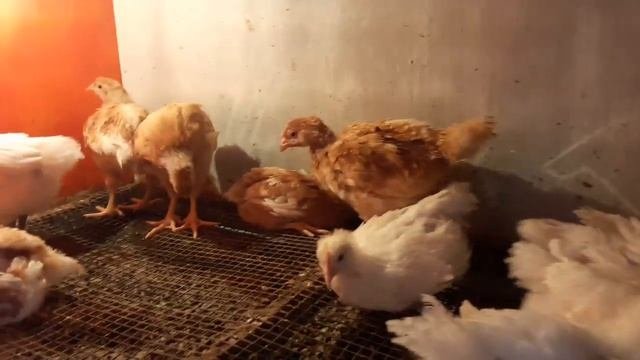 2//40 или 20 дневная норма корма для перепелов//Самодельный или Заводской корм для перепелов