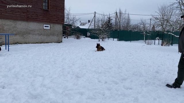 Занятие с немецкой овчаркой на выдержку