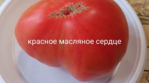 Ларискино сердце, Любящее сердце и другие самые вкусные и урожайные томаты