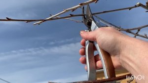 Весенняя кардинальная  обрезка черешни. Выпиливаем вертикальные ветви???.