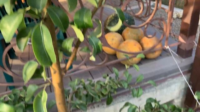 Груша Конкорд и Ноябрьская (Ксения)