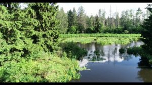 Нехлюдов рукав в Лосином острове. 2020 г.