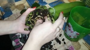 Когда и как пересадить  орхидею