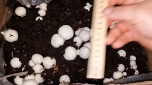 как вырастить шампиньоны дома?