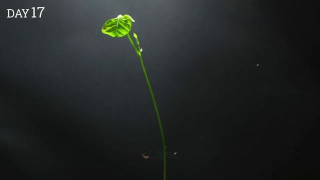 Growing Wisteria Vine from Seed Pod (40-day Time Lapse) смотреть онлайн