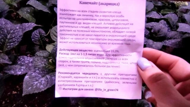 Обработка гортензий от клеща обязательна!🌿 Какие препараты использую и какой результат!?🌿21.03.2023