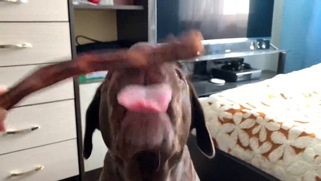 Натуральные лакомства для собак от DOGROG смотреть онлайн