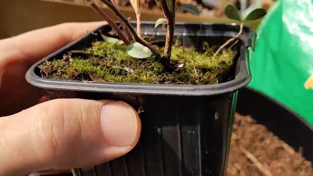 Брусника садовая. Посадка саженца брусники Коралл. смотреть онлайн