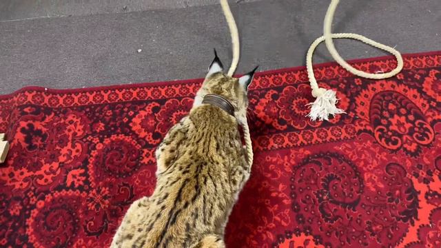 Рысь играет с канатом смотреть онлайн