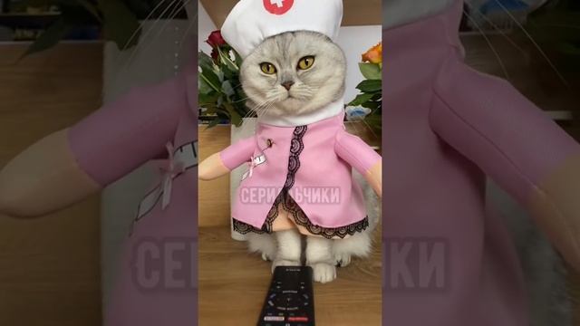 Смешные коты - Майя ? #смешныекоты #кошка #кот