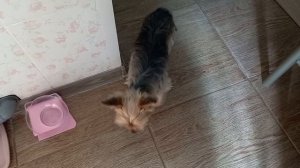 Собакам нужно давать говяжьи почки