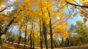 Осень красиво. Осень золотые листья клена кружатся на ветру.