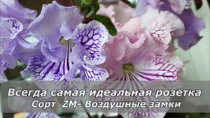 Всегда идеальная розетка стрептокарпуса. Сорт ZM-Воздушные замки.