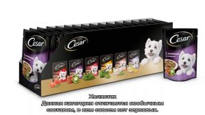 Влажный корм для собак (консервы): рейтинг по качеству