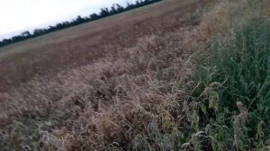 Результат работы глифосата на льне! Торнадо 540